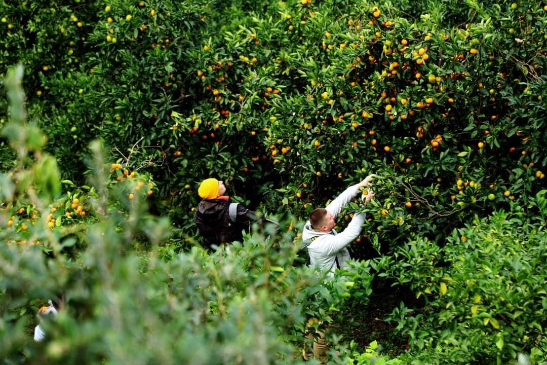 Meaningful holidays in Georgia - traditions, UNESCO and holidays - Image 4
