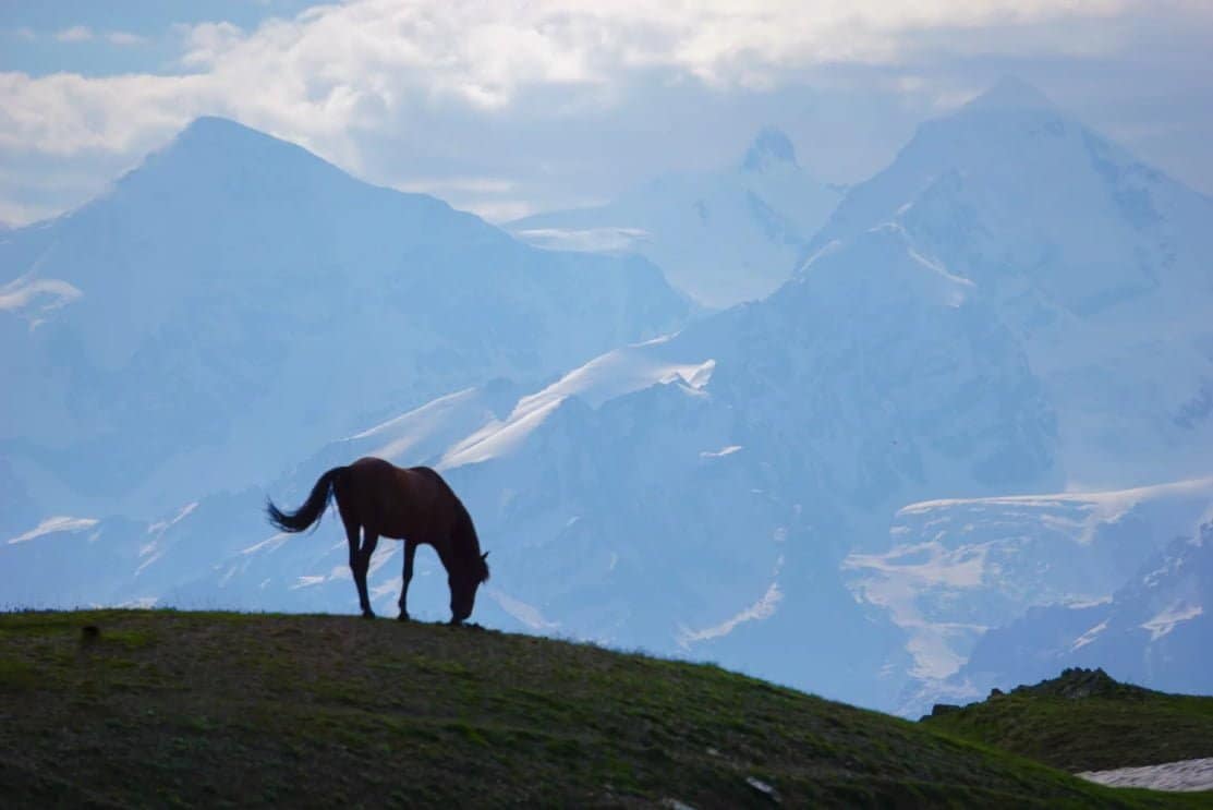 A trip for lovers of horses, mountains and nature! - Image 6