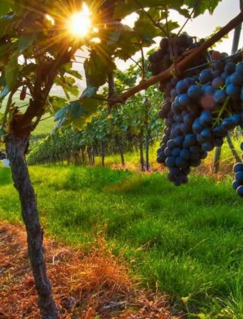 12-day sightseeing tour with the grape harvest festival "Rtveli" - Image 7