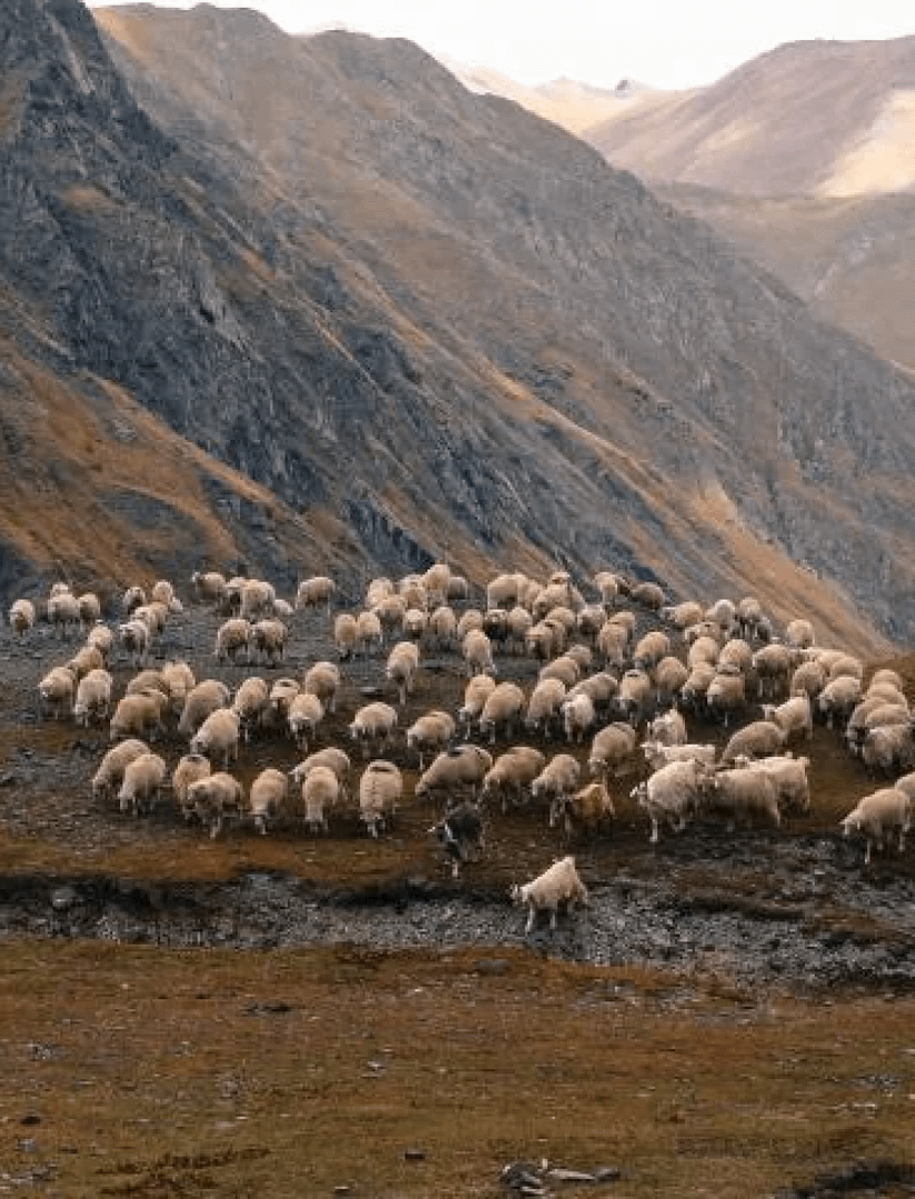 1 day excursion to Mount Kazbegi - Image 3