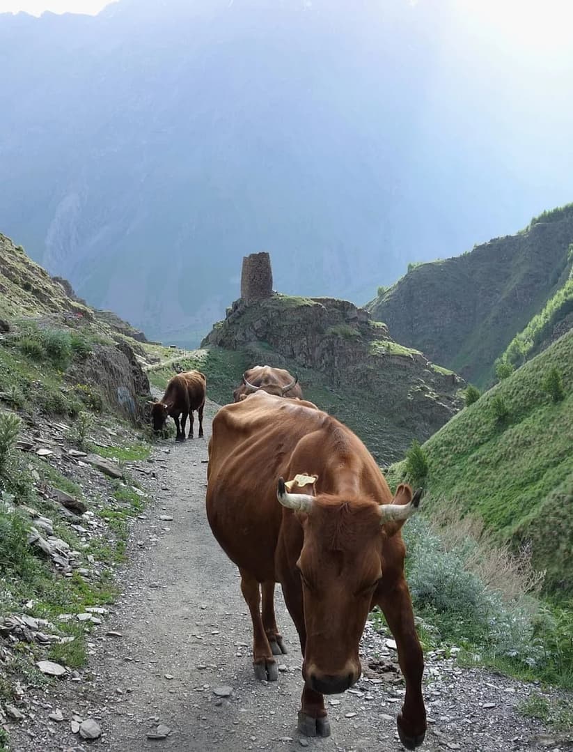 7-day trip to the mountains in the northern part of Georgia - Svaneti - Image 7