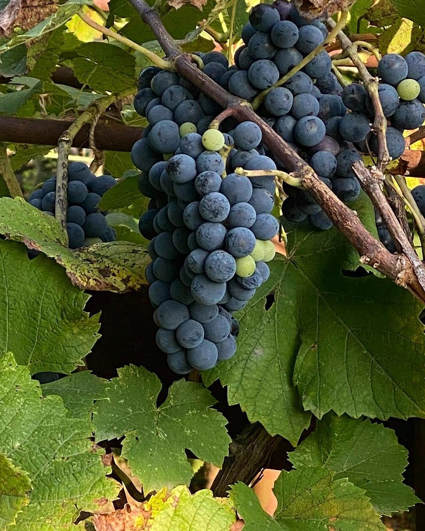 12-day sightseeing tour with the grape harvest festival "Rtveli" - Image 8